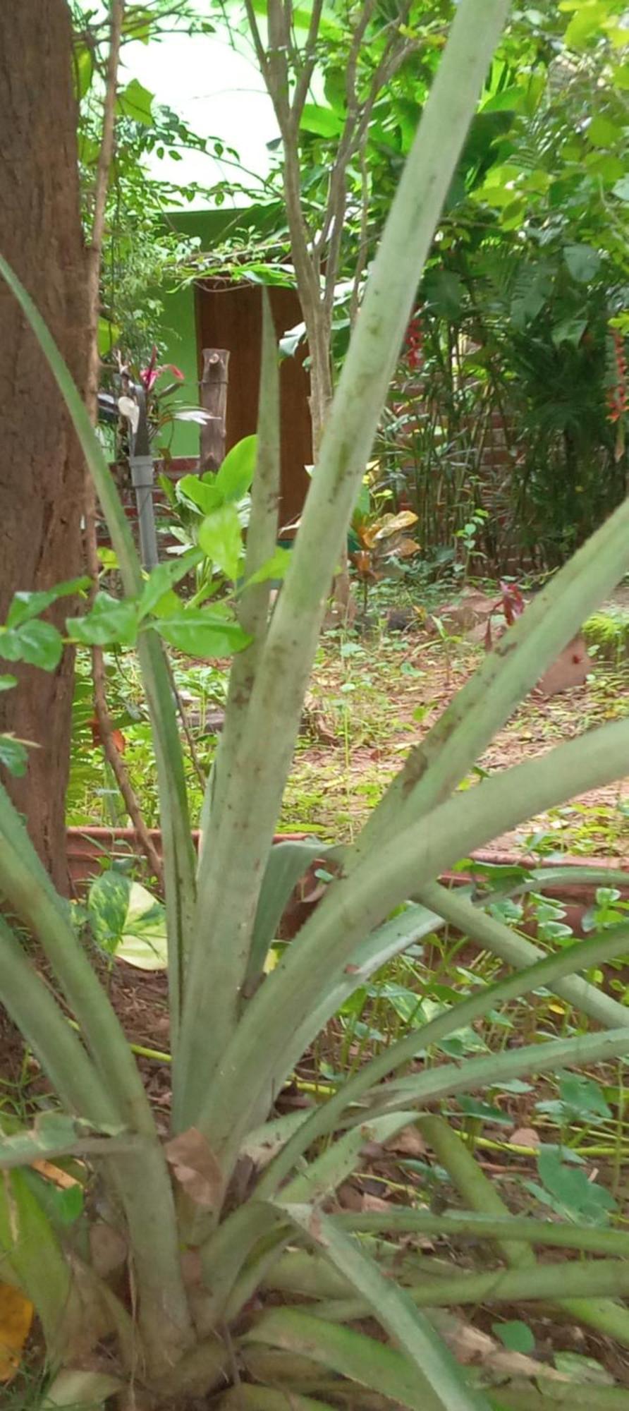 Forest Villa Nature Resort Anuradhapura Exterior foto
