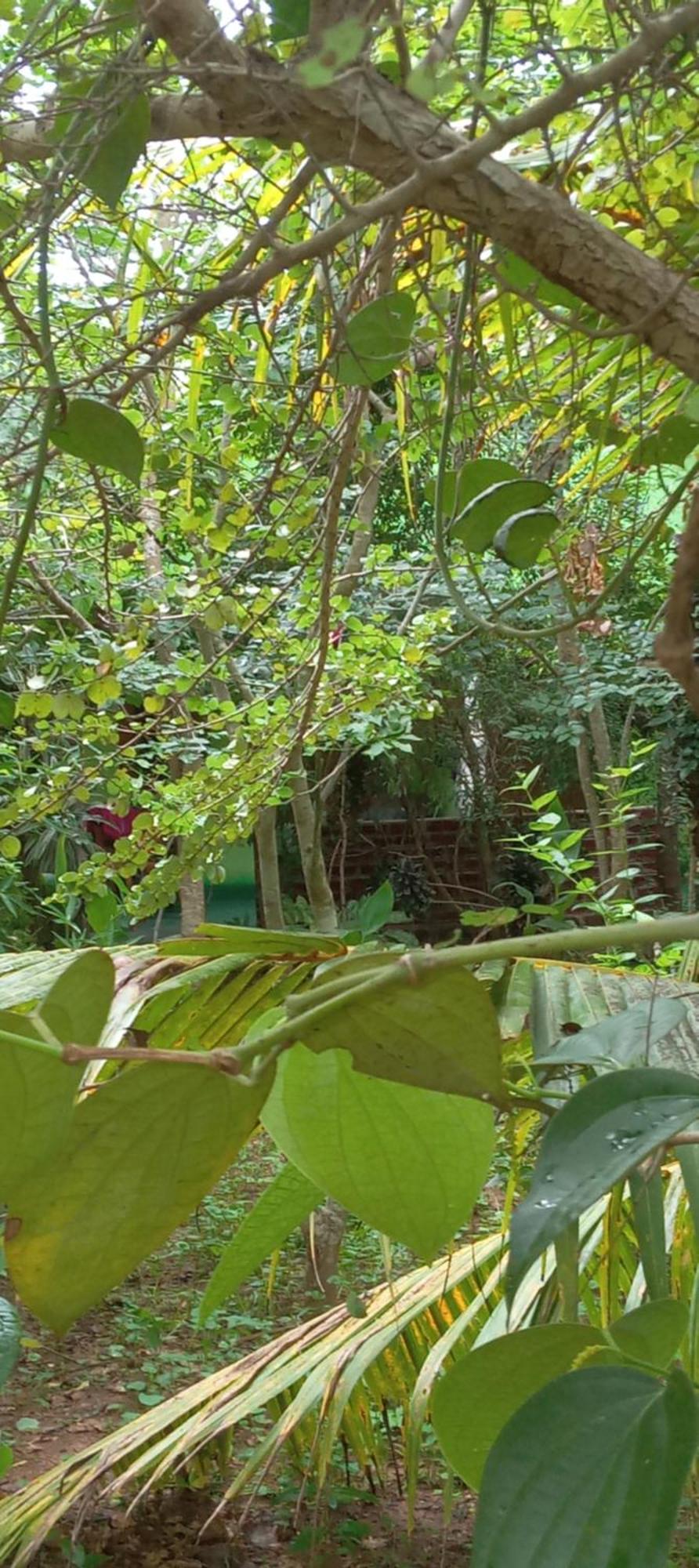 Forest Villa Nature Resort Anuradhapura Exterior foto