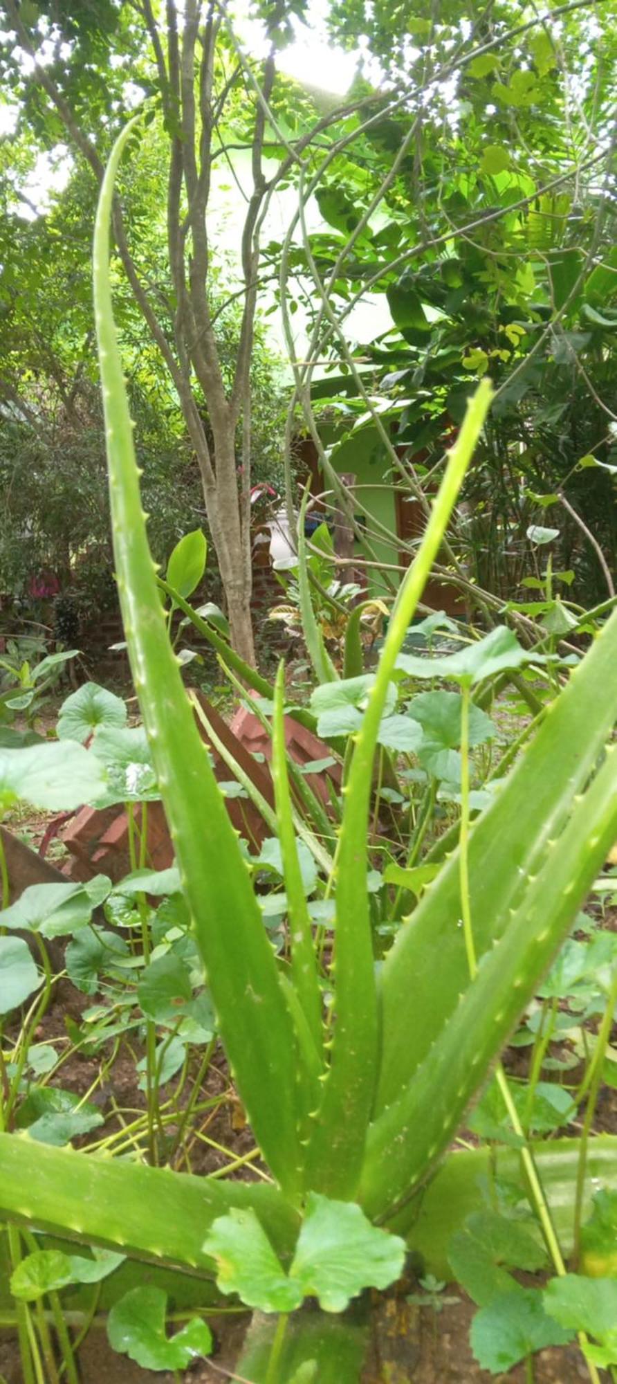 Forest Villa Nature Resort Anuradhapura Exterior foto