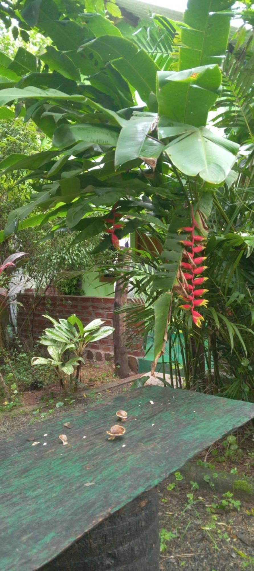 Forest Villa Nature Resort Anuradhapura Exterior foto