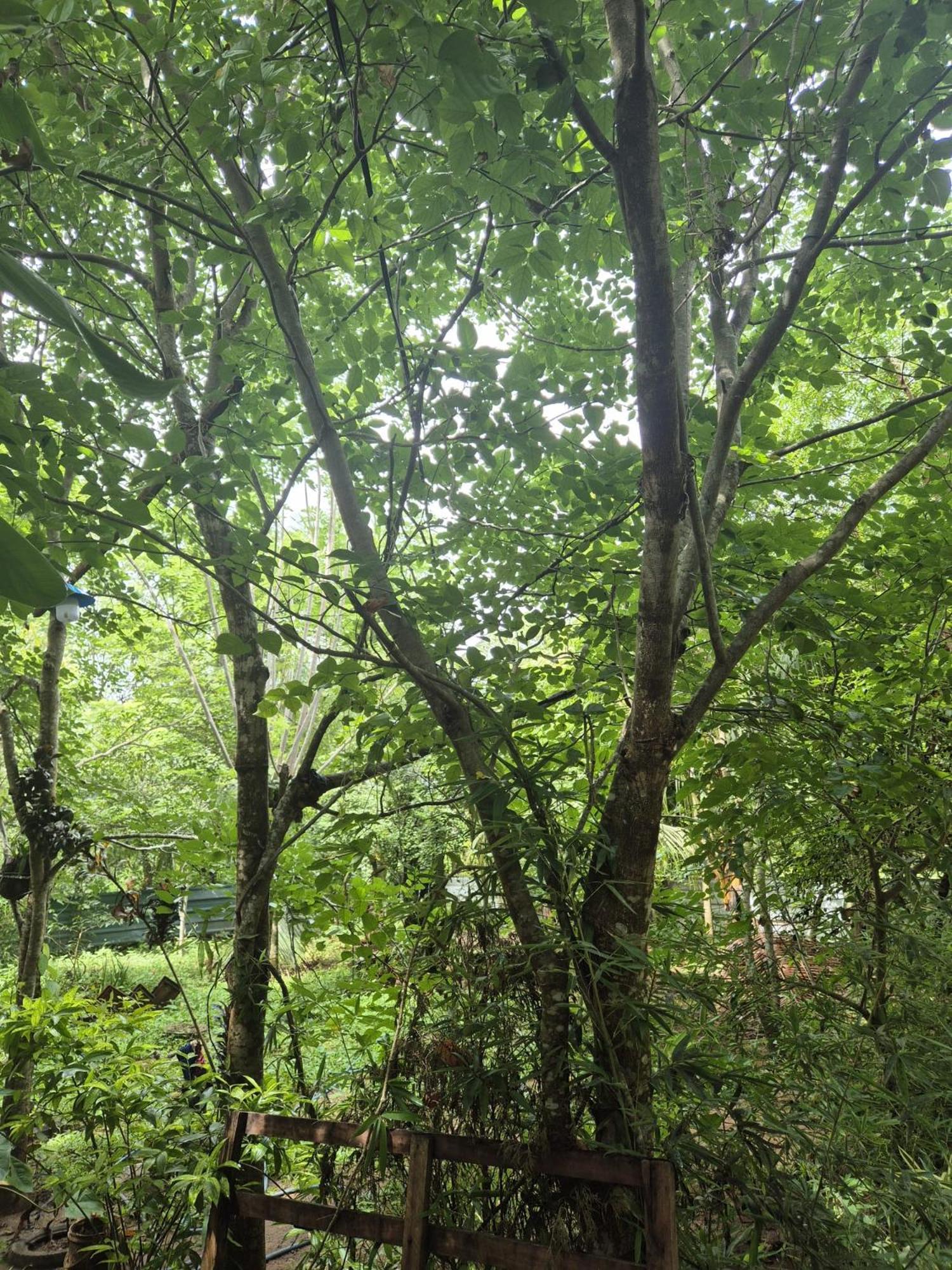 Forest Villa Nature Resort Anuradhapura Exterior foto